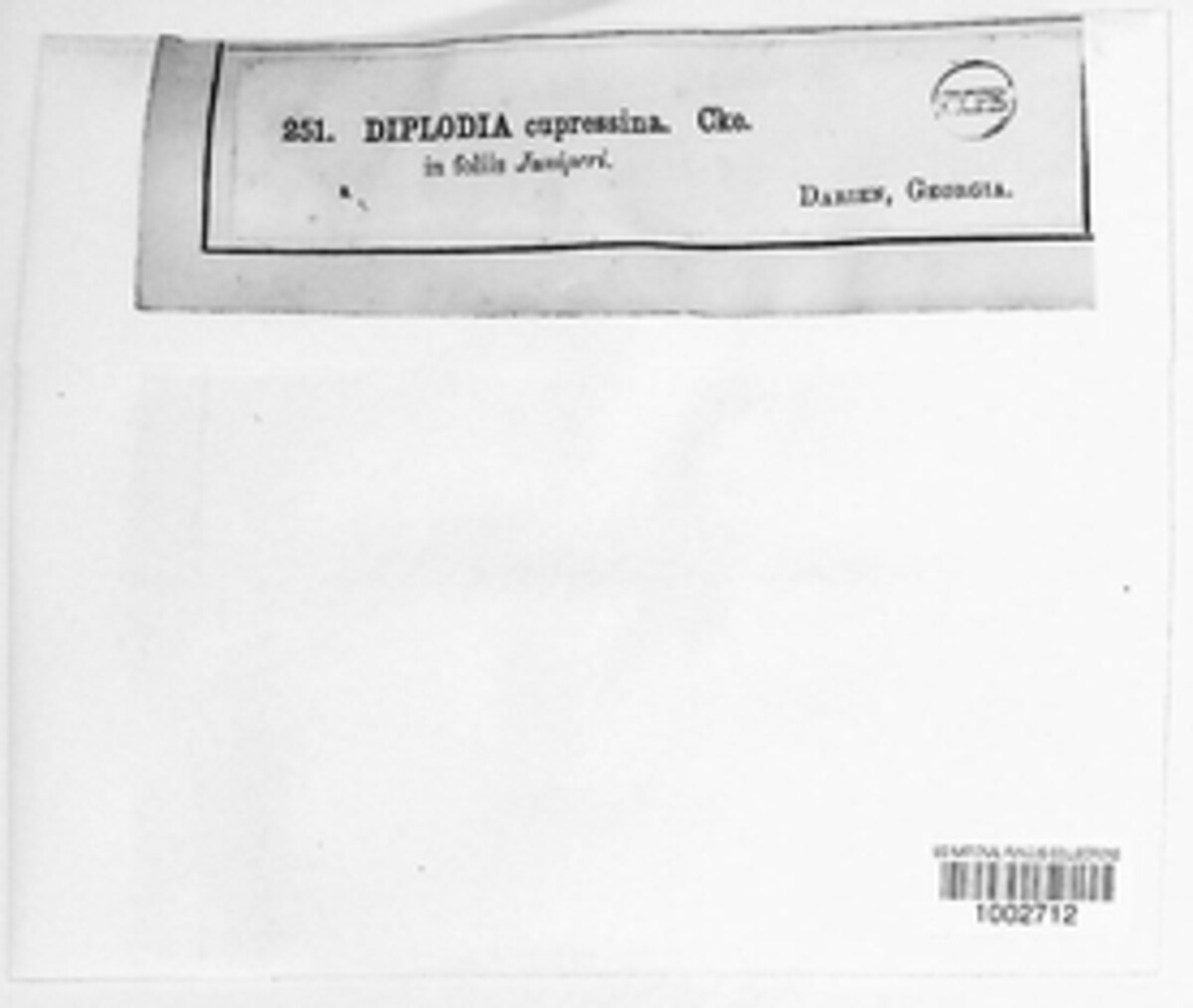 Microdiplodia cupressina image